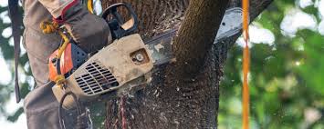 Best Tree Mulching  in Lumberton, TX