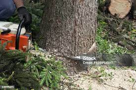 Best Lawn Pest Prevention  in Lumberton, TX