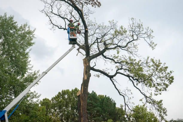 Best Storm Damage Tree Cleanup  in Lumberton, TX