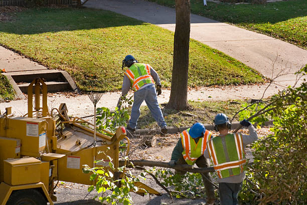 Best Tree Maintenance Programs  in Lumberton, TX