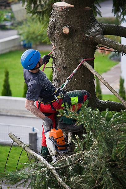 Best Root Management and Removal  in Lumberton, TX