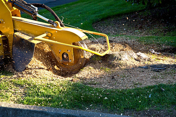 Best Weed Control  in Lumberton, TX