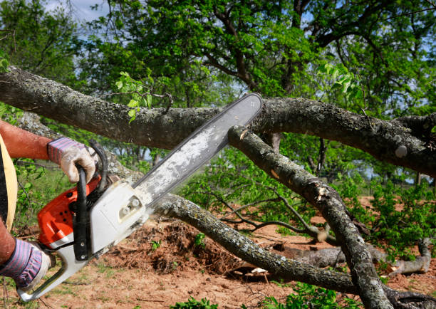 Best Tree Preservation Services  in Lumberton, TX